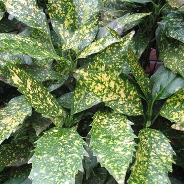 Aucuba japonica Crotonifolia Gold