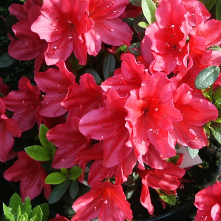 Rhododendron obtusum Arabesk