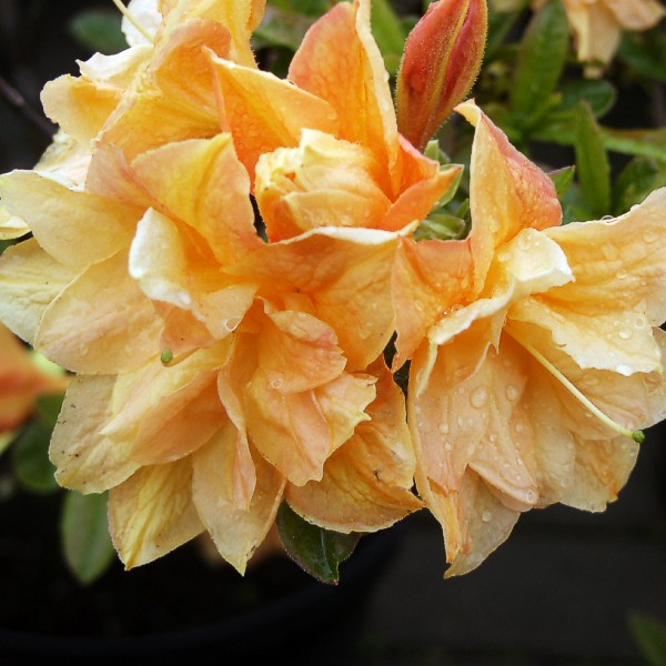 Rhododendron Knap Hill Csardas