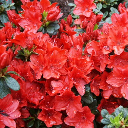 Rhododendron obtusum Fridoline