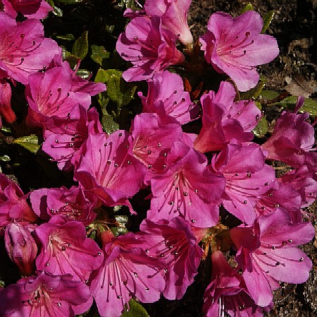 Rhododendron obtusum Haruko ( Geisha Dunkellila)