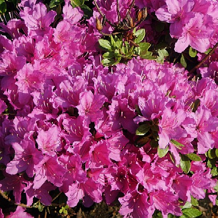 Rhododendron obtusum Hiroko ( Geisha Purpurrosa )