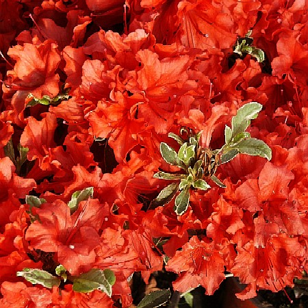 Rhododendron obtusum Hotshot Variegated