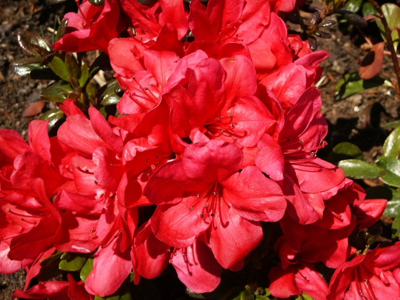 Rhododendron obtusum Maruška