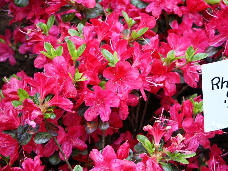 Rhododendron obtusum Rubinetta