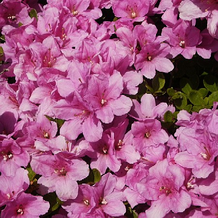 Rhododendron obtusum Sázava