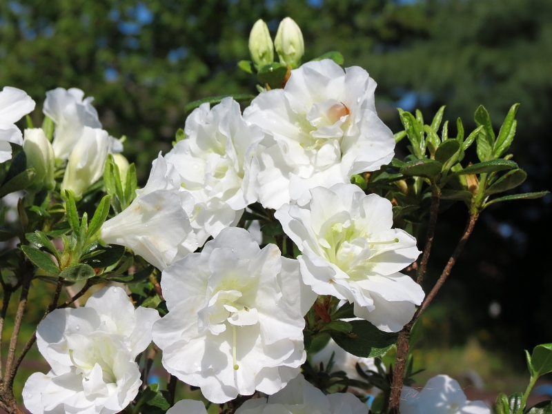 Rhododendron obtusum Schneeperle