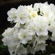 Rhododendron obtusum Sněžka