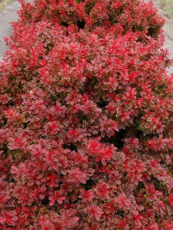 Berberis thunbergii Admiration