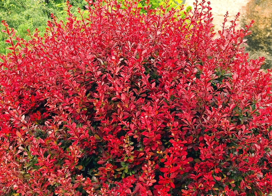 Berberis thunbergii Lutin Rouge (c)
