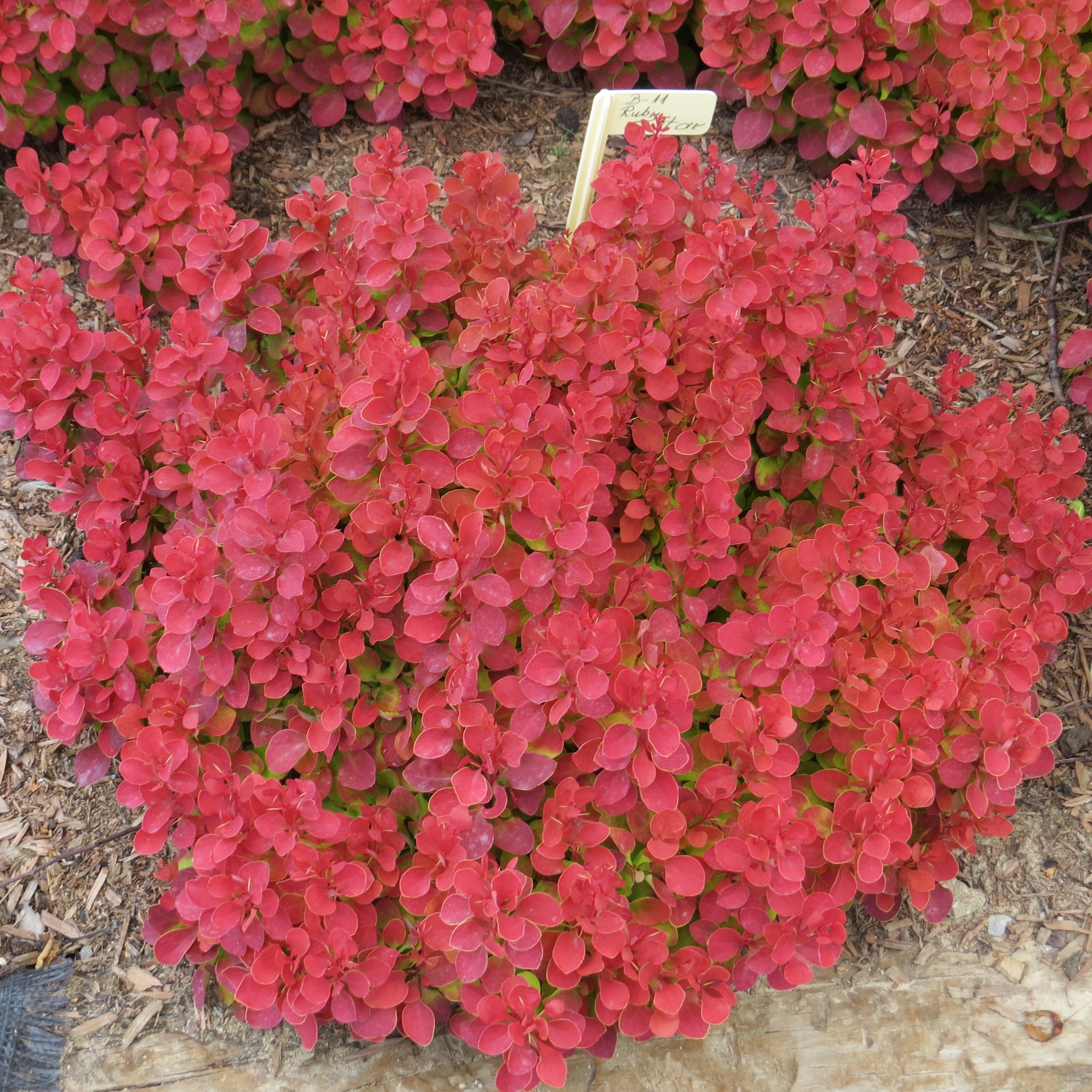 Berberis thunbergii Ruby Star