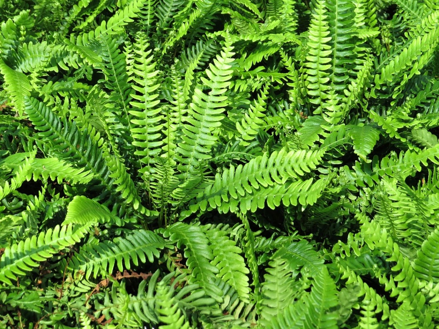 Blechnum spicant