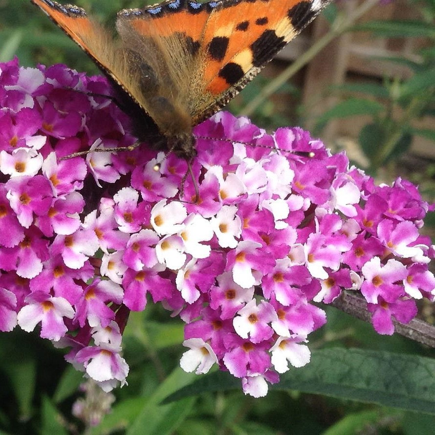 Buddleia davidii Berries and Cream