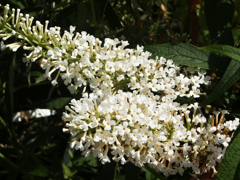 Buddleia davidii White Ball