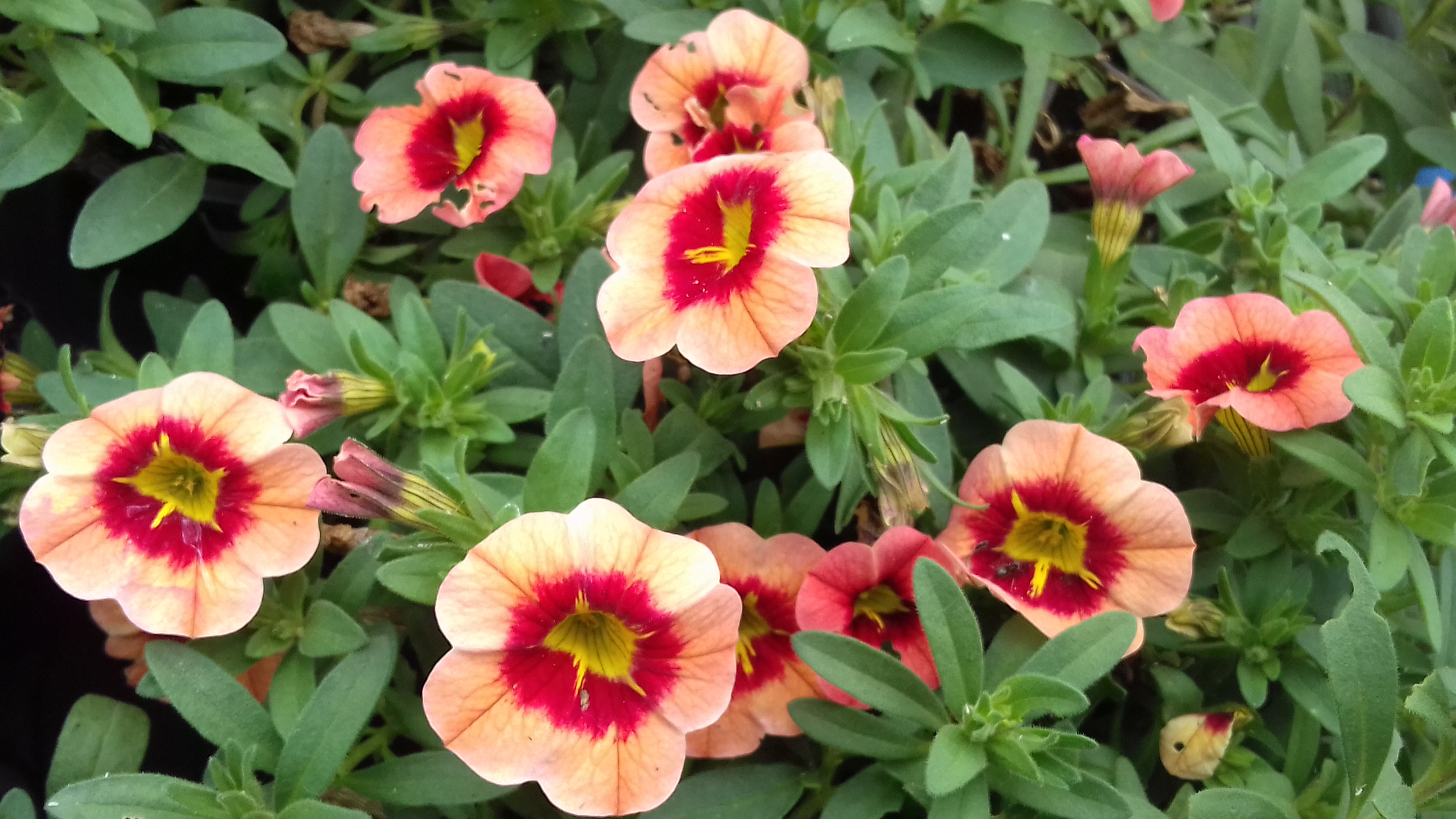 Calibrachoa Conga Orange Star