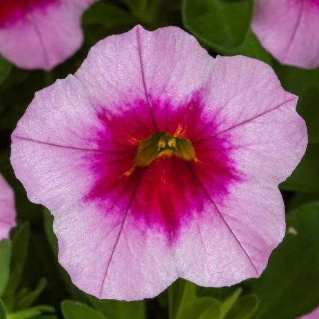 Calibrachoa Eclipse Strawberry