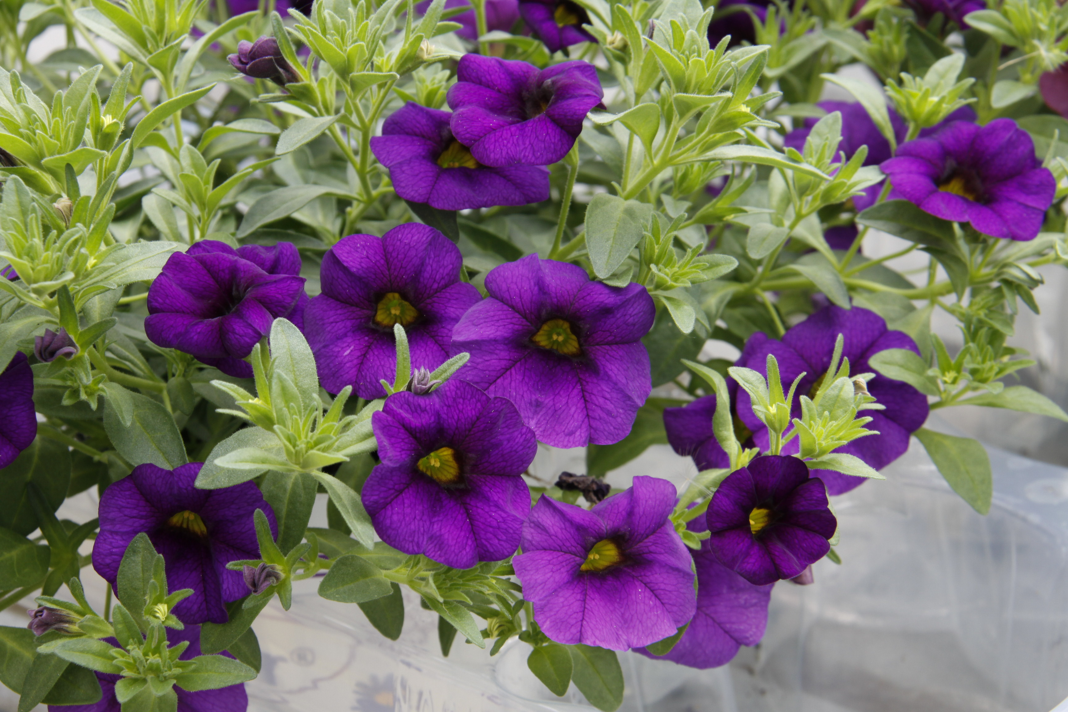 Calibrachoa Neo Royal Blue