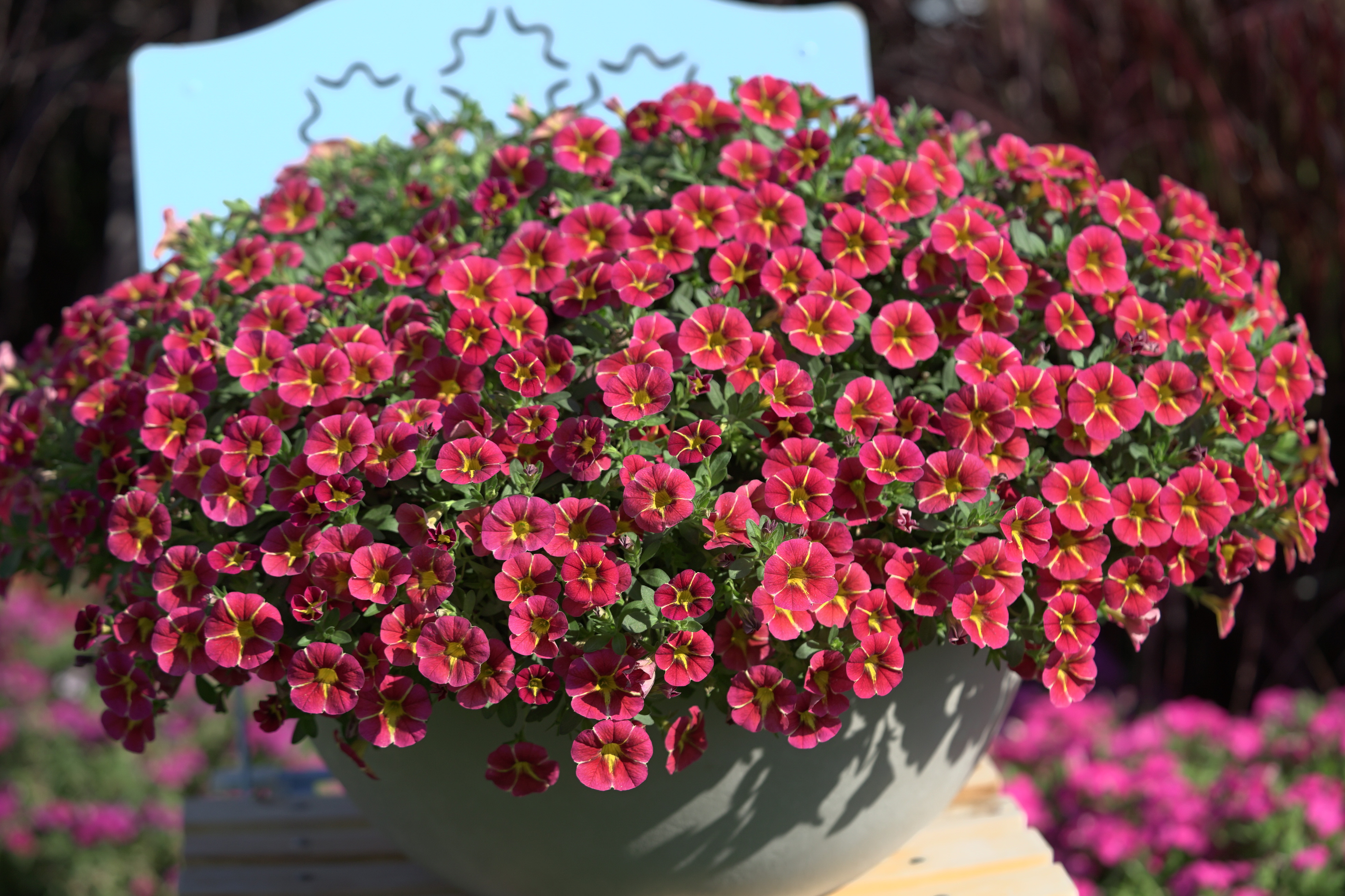 Calibrachoa Rave® Cherry '23