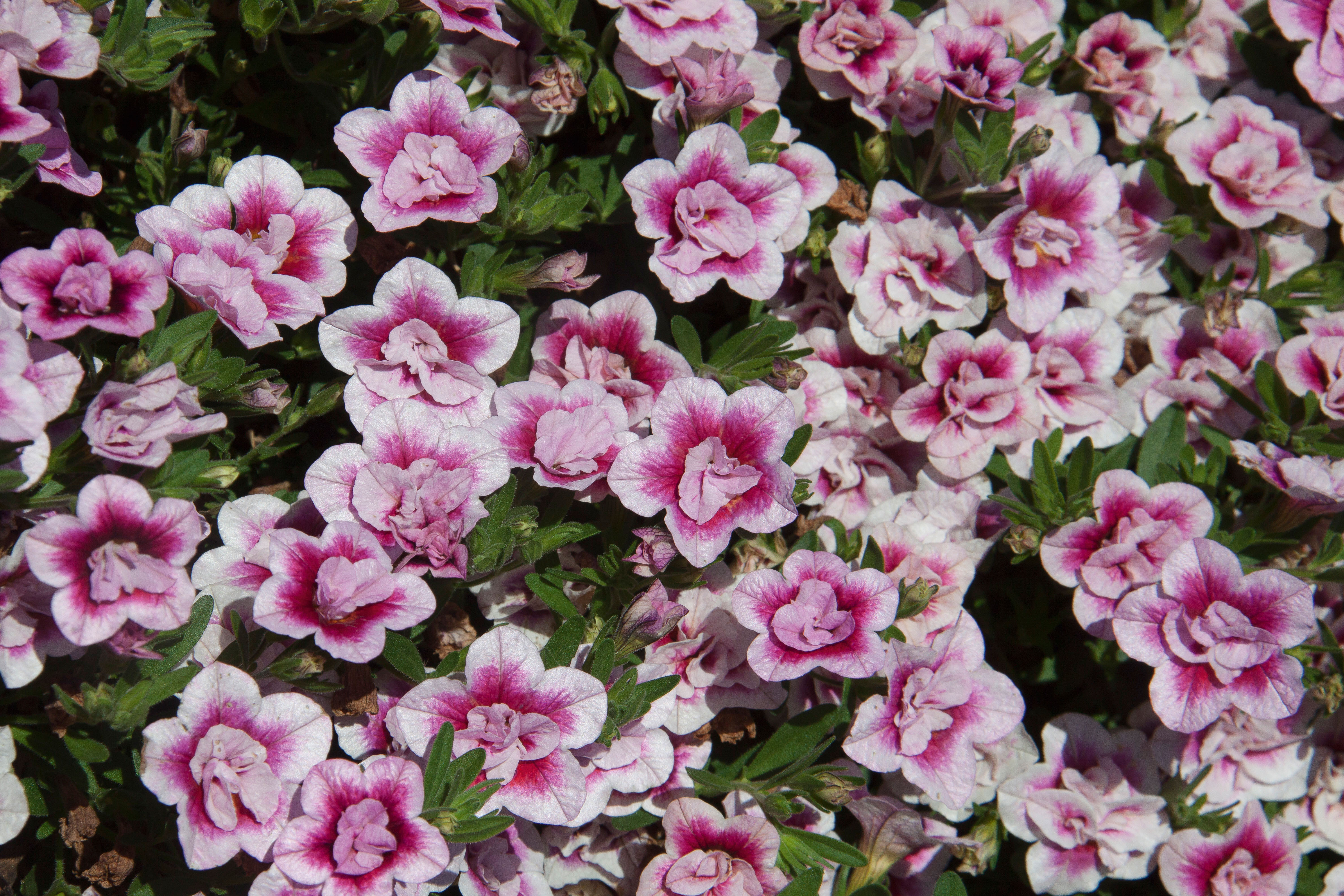 Calibrachoa Uno Double PinkTastic®