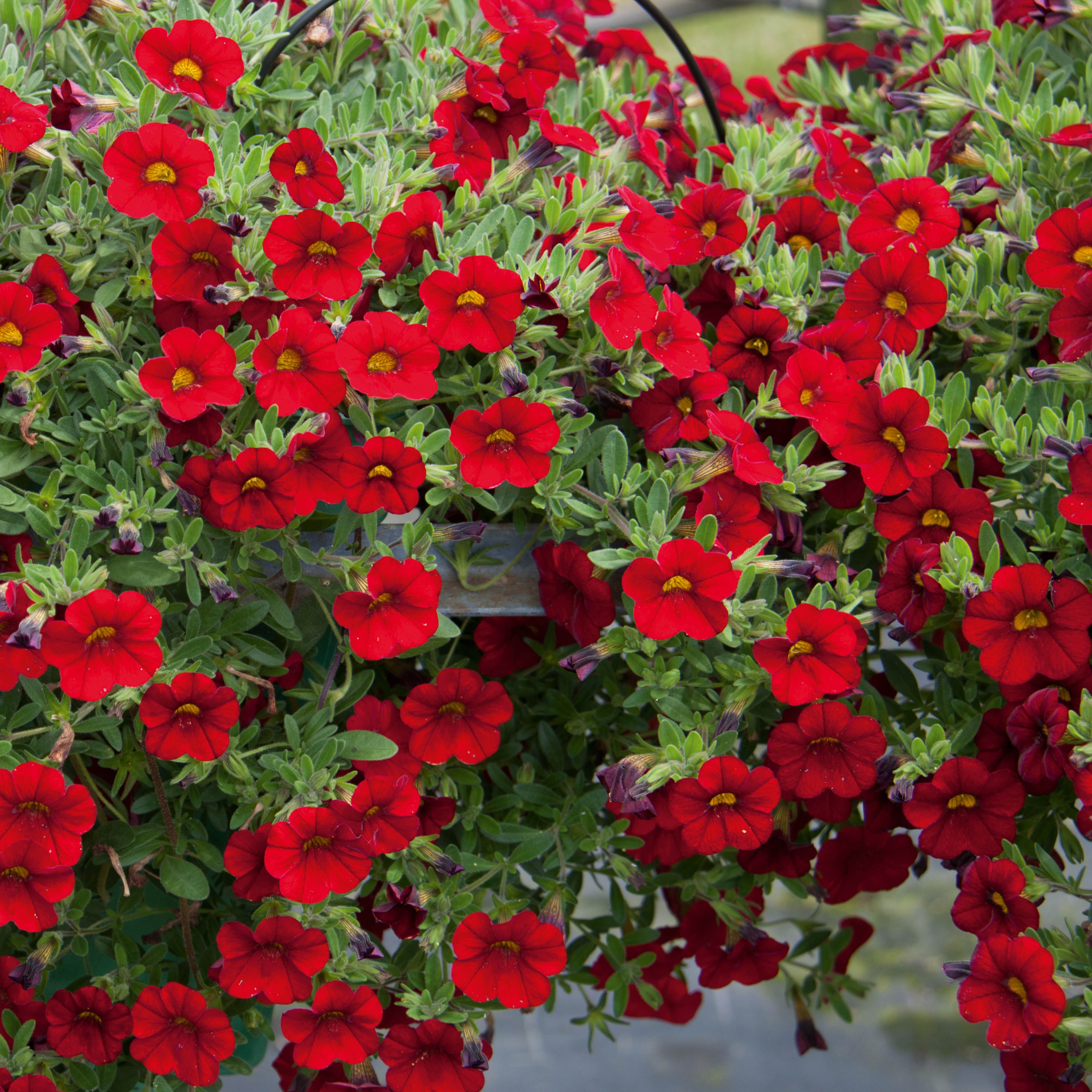 Calibrachoa Neo Firestorm