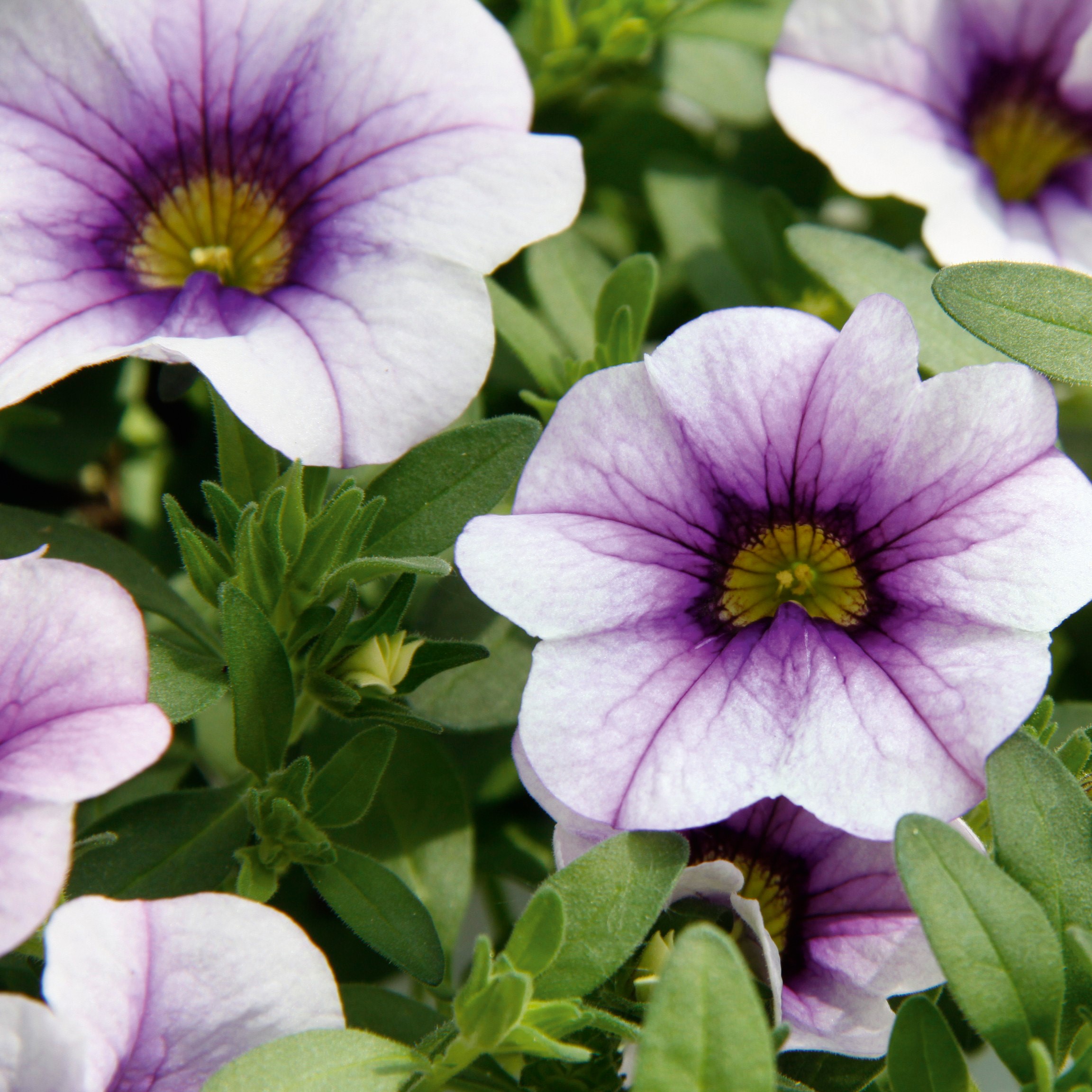 Calibrachoa Neo Light Blue Vein