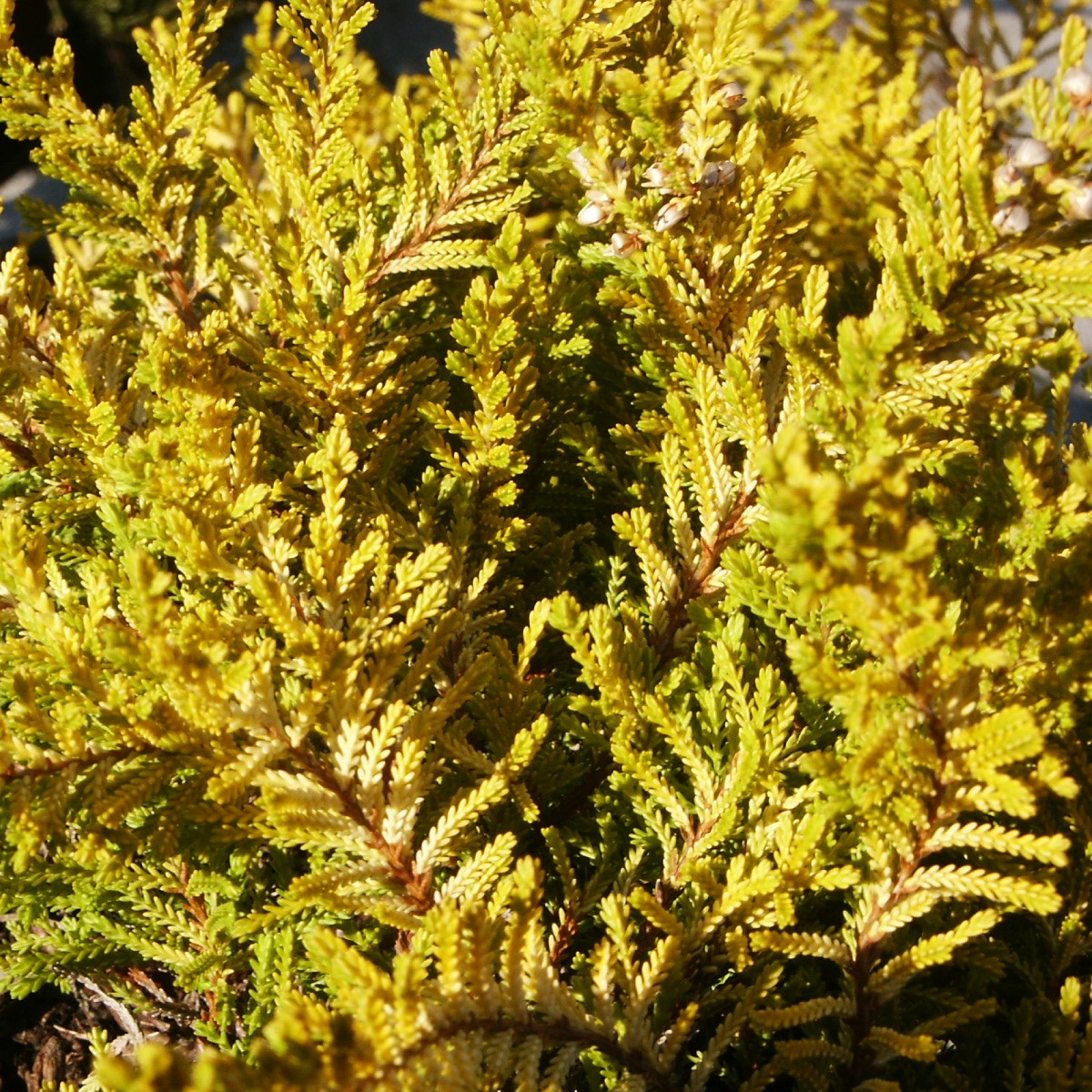 Calluna vulgaris Cottswood Gold