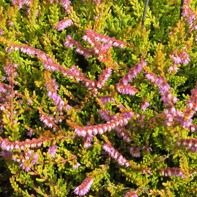 Calluna vulgaris Golden Prague