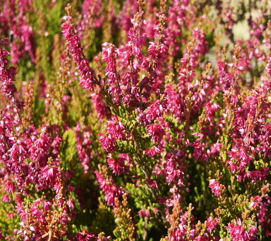 Calluna vulgaris Robert Chapman