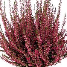 Calluna vulgaris Selma