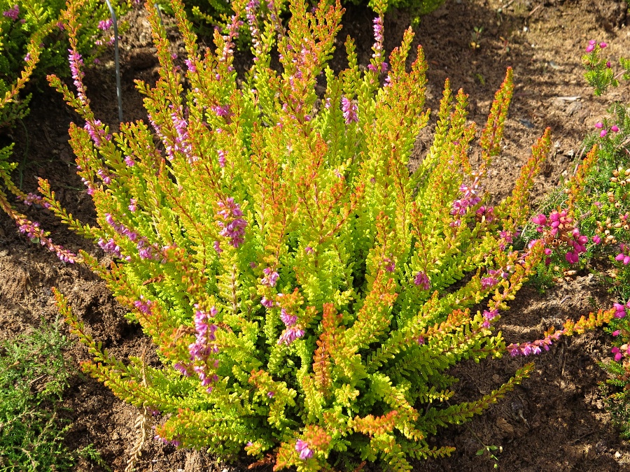 Calluna vulgaris Sir John Charrington