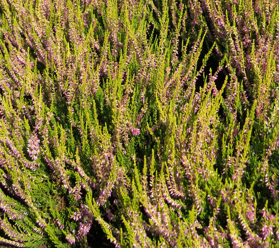 Calluna vulgaris Theresa