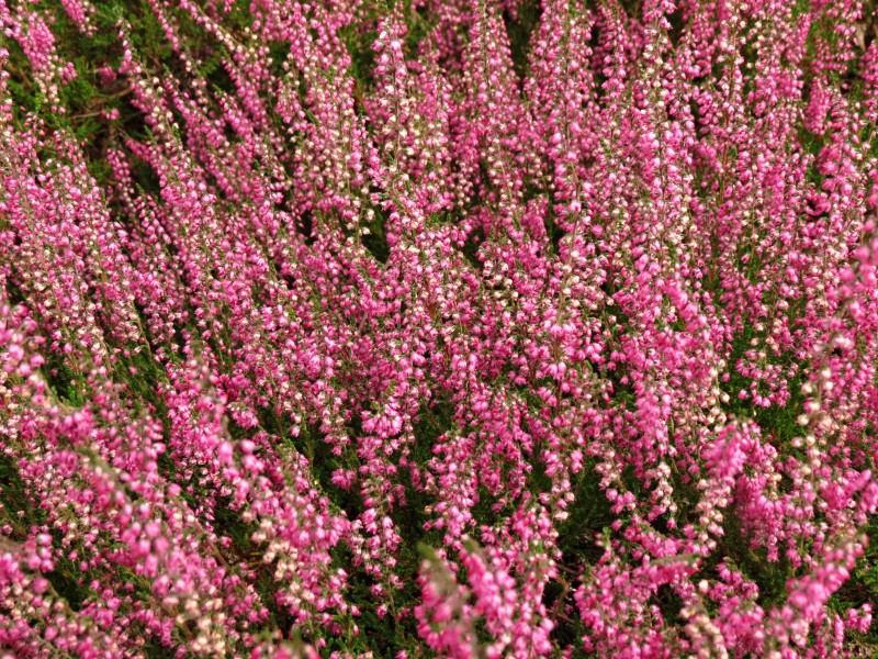 Calluna vulgaris Barbara Fleur