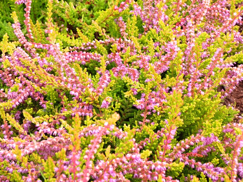 Calluna vulgaris Boskoop