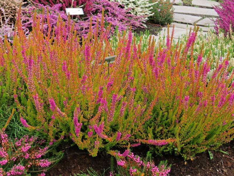 Calluna vulgaris Firefly