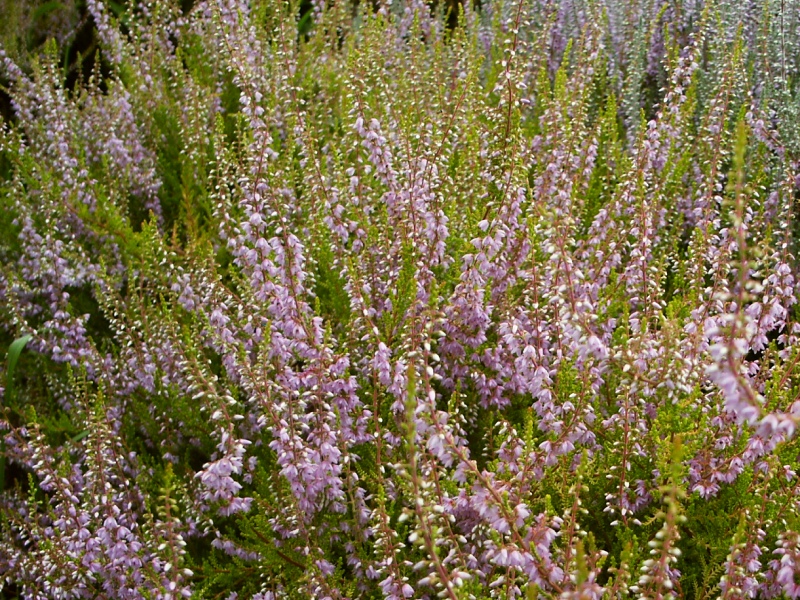 Calluna vulgaris Lutescens