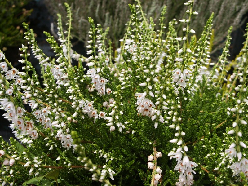 Calluna vulgaris Martha Hermann