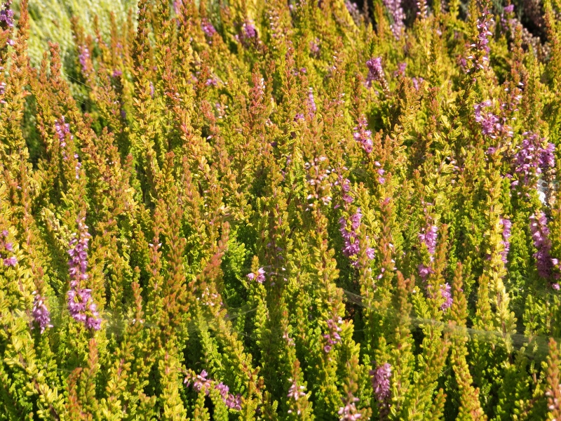 Calluna vulgaris Punch´s Desert