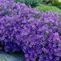 Campanula portenschlagiana Clockwise Compact Deep Blue