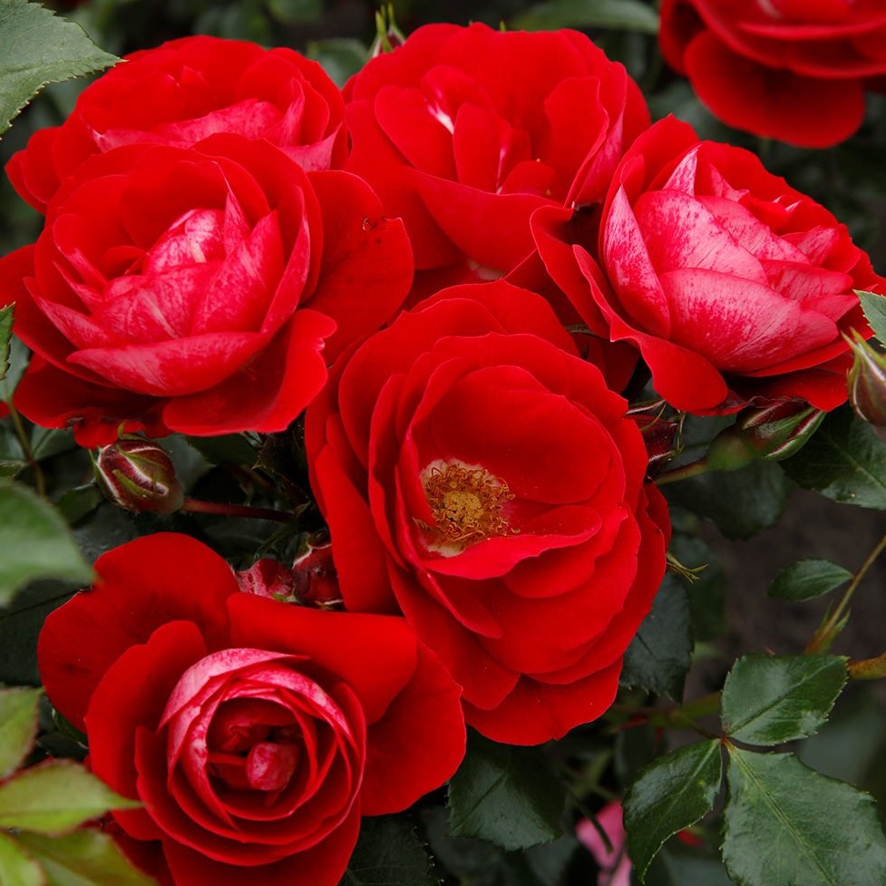 Rosa hybr. (P) Caracho