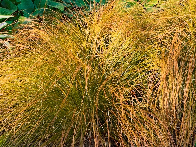 Carex testacea Prairie Fire