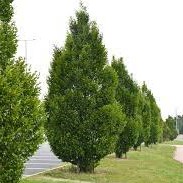 Carpinus betulus Fastigiata