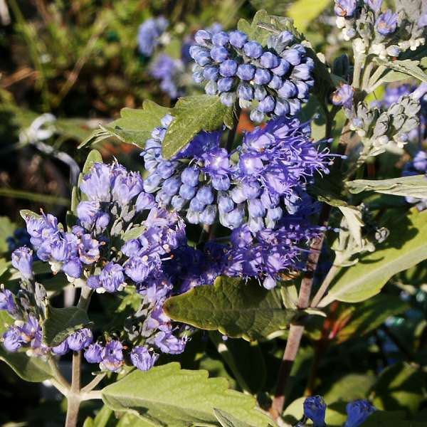 Caryopteris x clandonensis Heavenly Blue