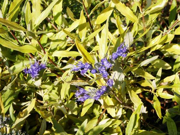 Caryopteris x clandonensis Worchester Gold