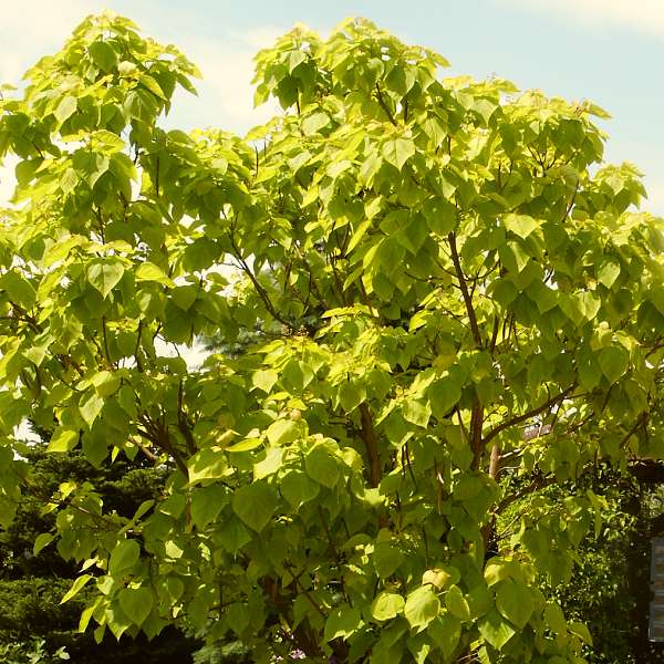 Catalpa bignonioides Aurea