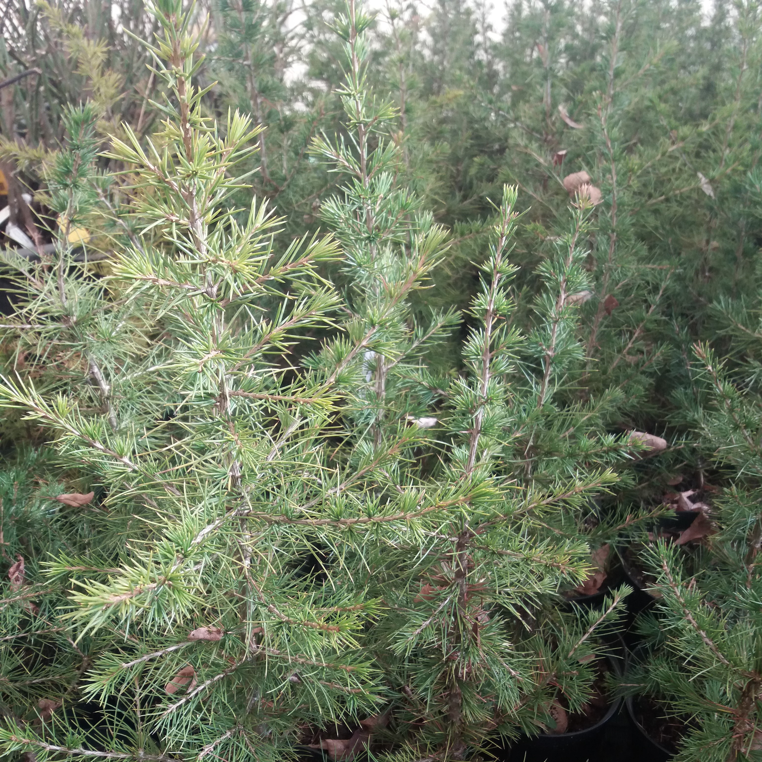 Cedrus atlantica