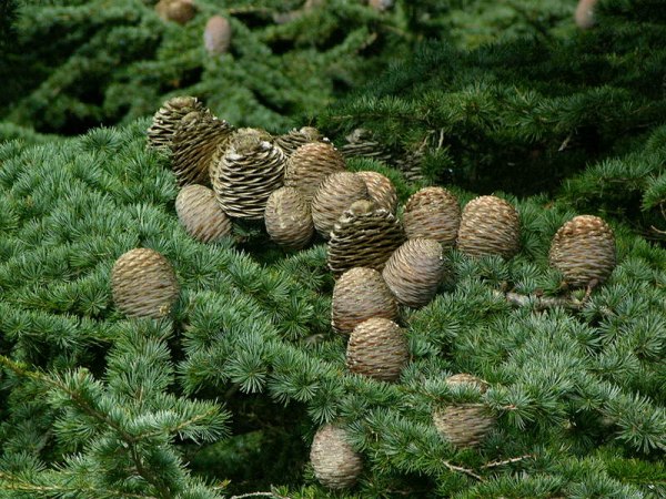Cedrus libani var. brevifolia