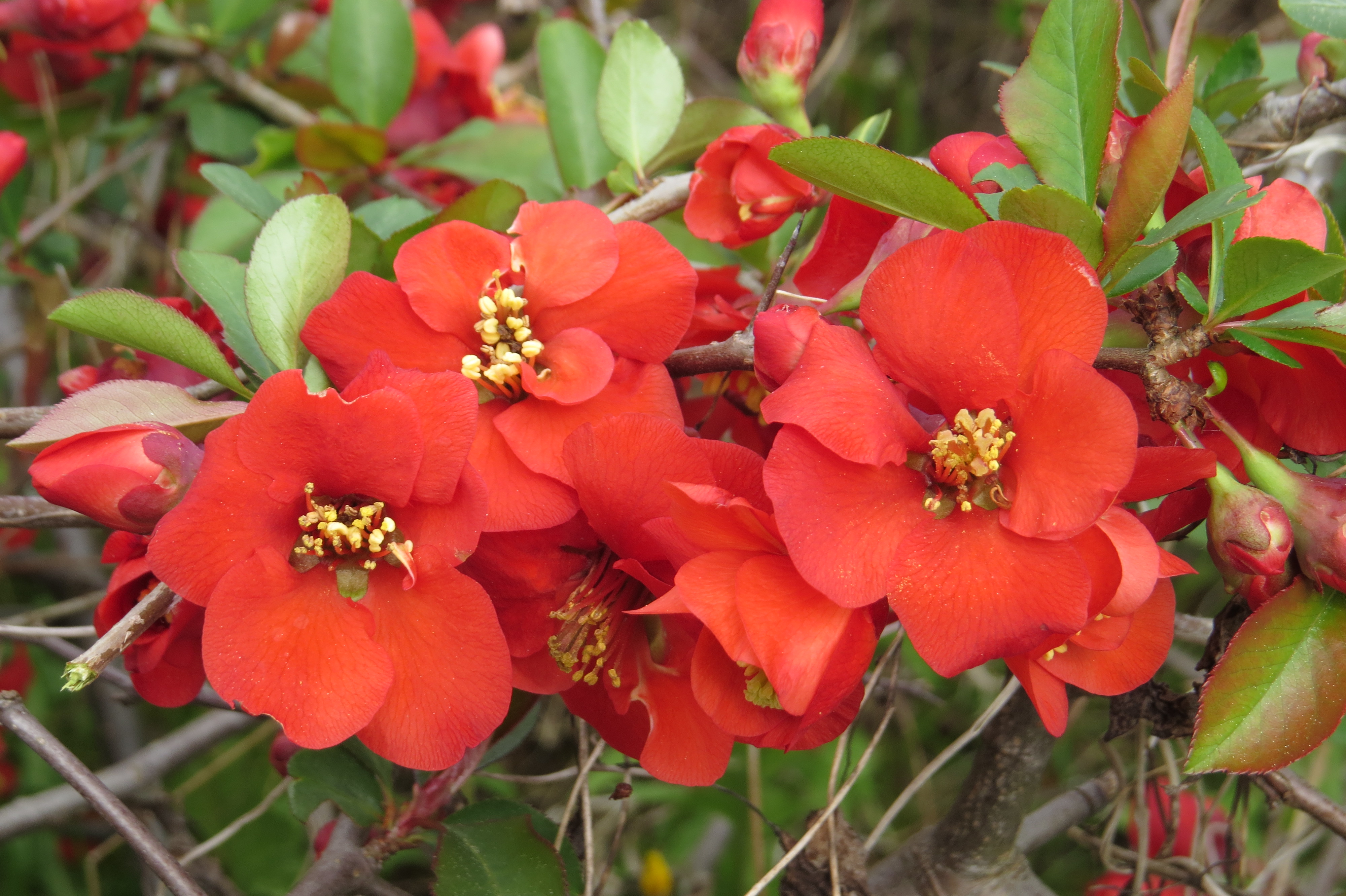 Chaenomeles speciosa Cardinalis