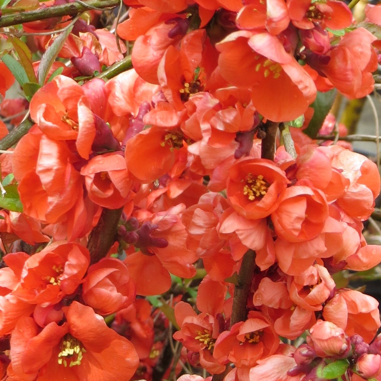 Chaenomeles speciosa Rouge Orange