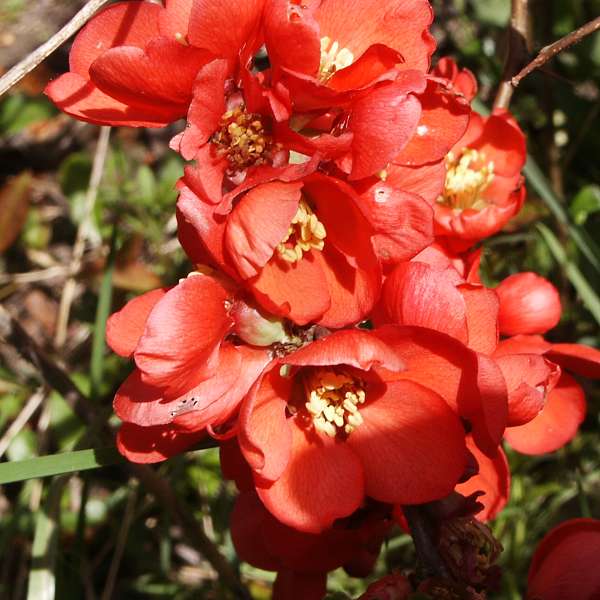 Chaenomeles x superba Ernst Finken
