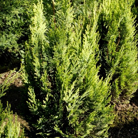 Chamaecyparis lawsoniana Alumigold